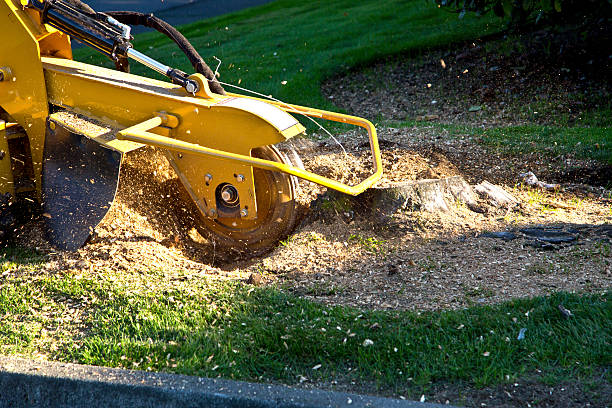 Best Leaf Removal  in Dubois, PA