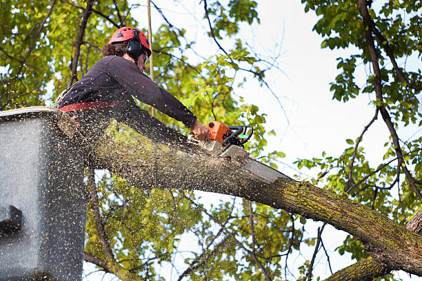 Trusted Dubois, PA Tree Services Experts